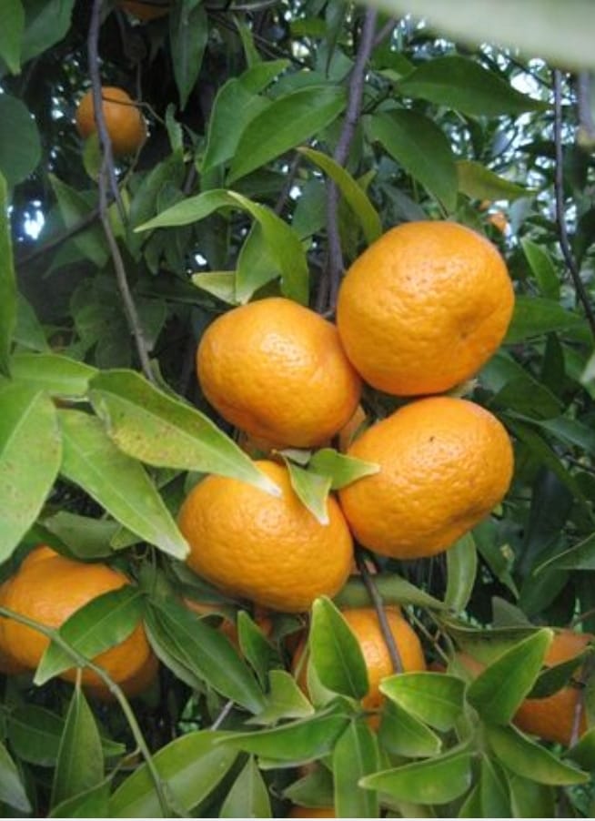 Mandarino Tardivo